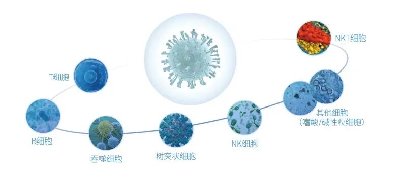 Immune cells guarding the body’s defences