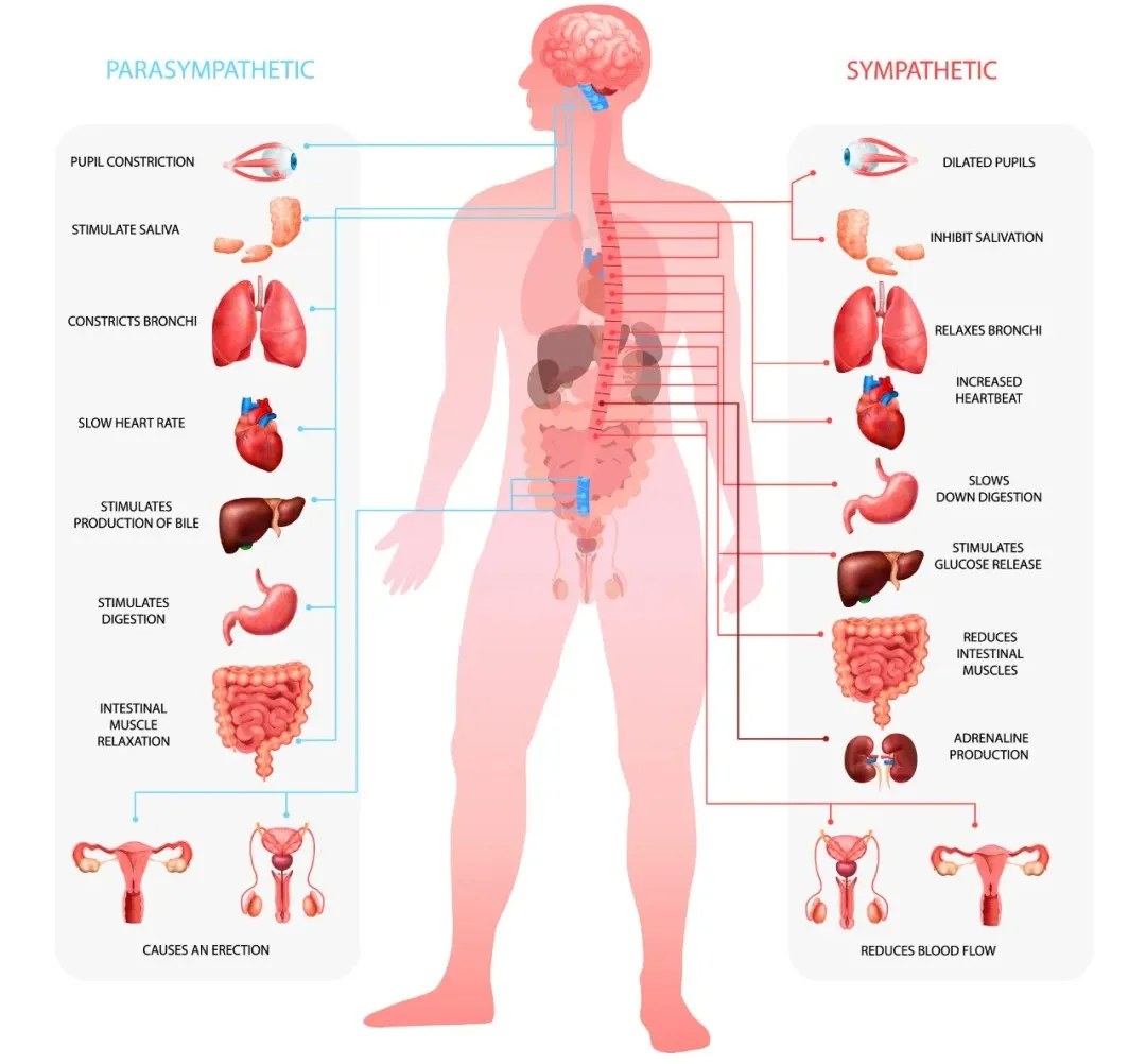 Stem Cells in Three Parts: Anti-Inflammatory, Anti-Ageing, Anti-Disease