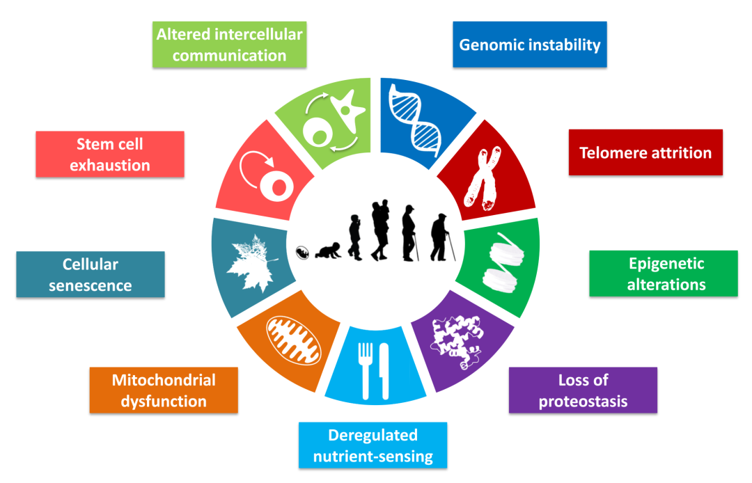 Hallmarks of Human Ageing: Immune-Cell Senescence and Stem-Cell Exhaustion