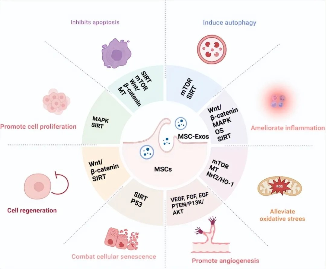 MSC exosomes as a cell-free signal carrier