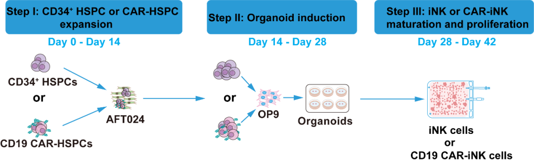 Engineered preparation of cord-blood iNK / CAR-iNK
