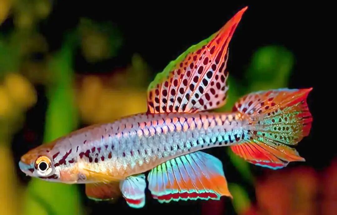 African killifish as a compressed model of ageing