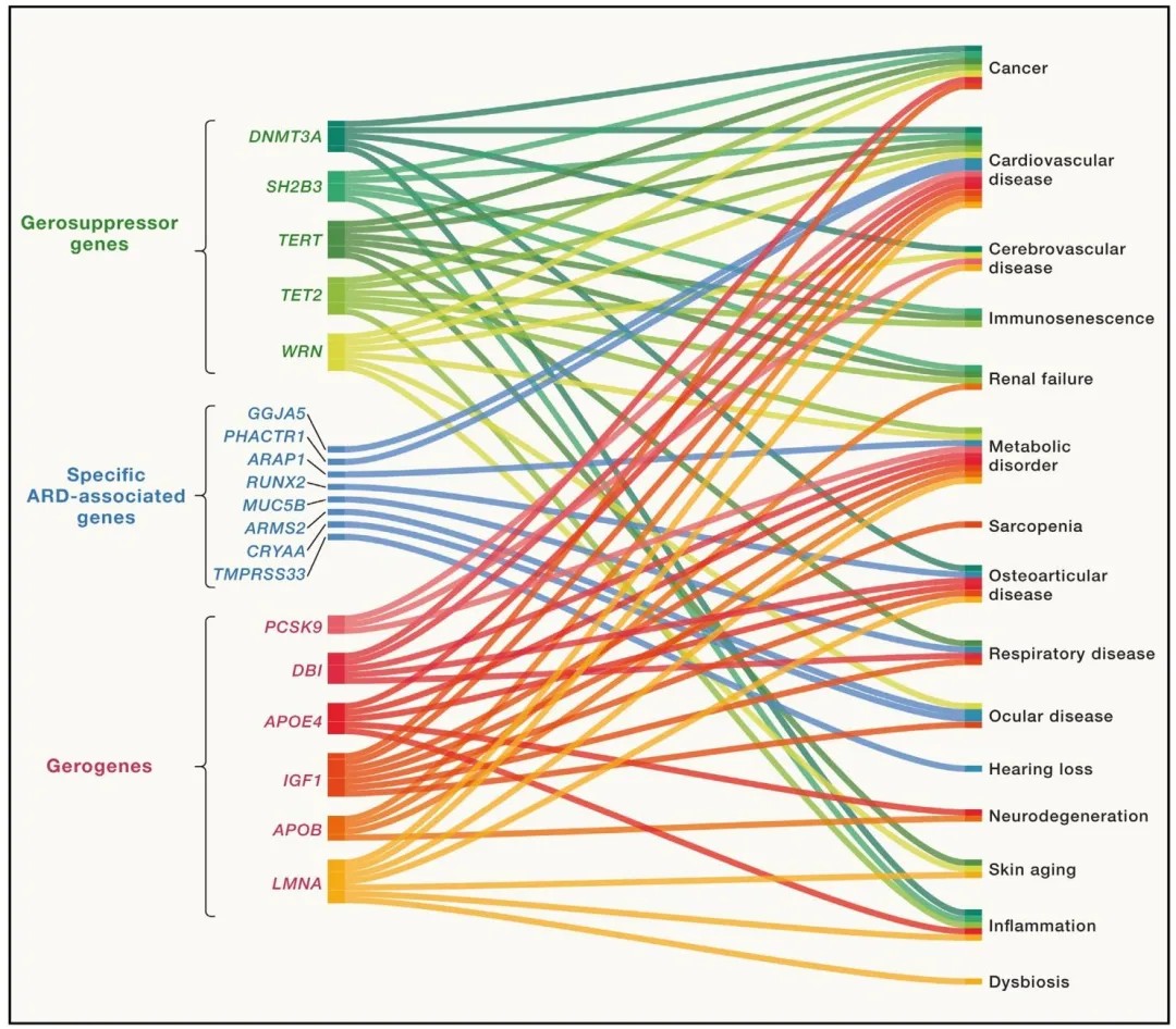 Cell: Stem-Cell Exhaustion Is a Core Factor in Human Ageing