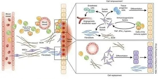 Immune modulation by mesenchymal stem cells