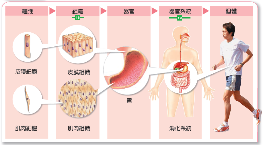 Stem-cell therapy and metabolic remodelling