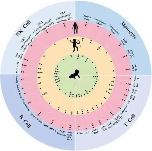 NAD+ and the clock in heart tissue