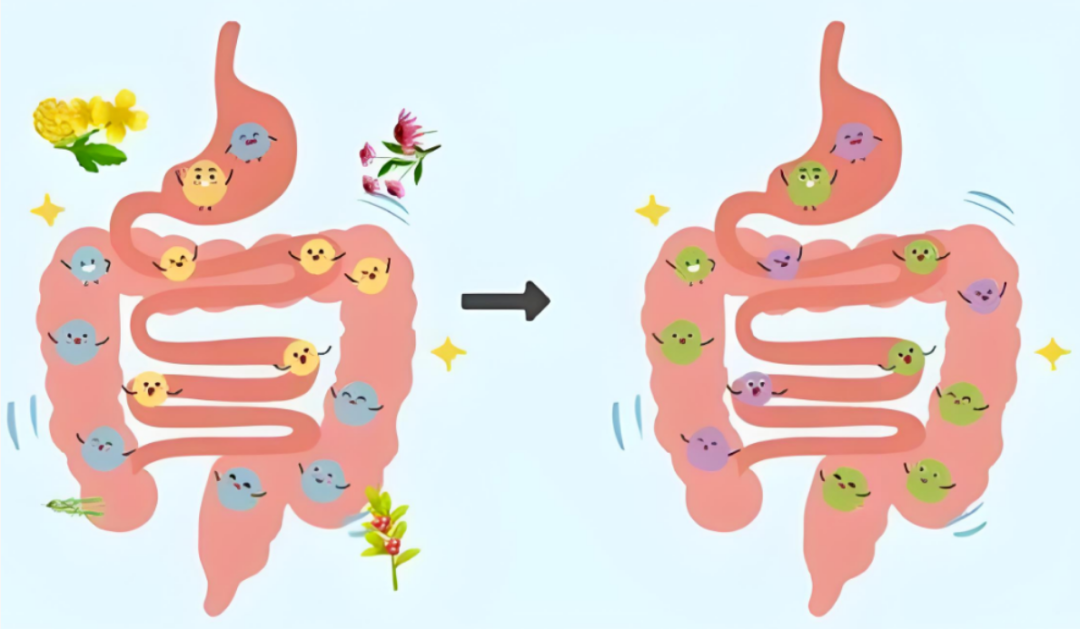 The Quiet Vascular Risk: Gut Dysbiosis and the Heart
