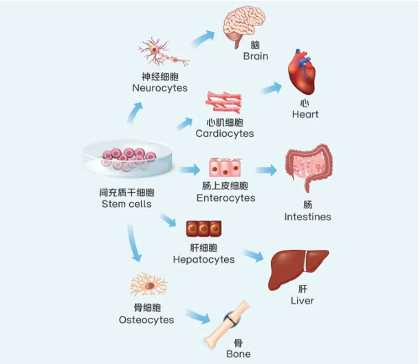 Mesenchymal stem cells and healthspan