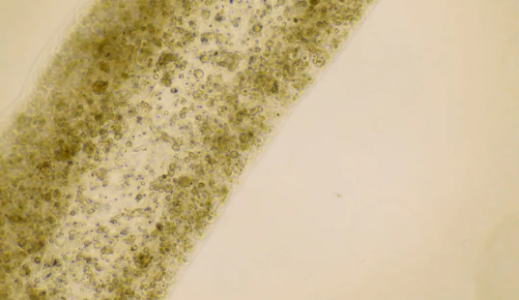 Micrograph of 3D-printed tubules