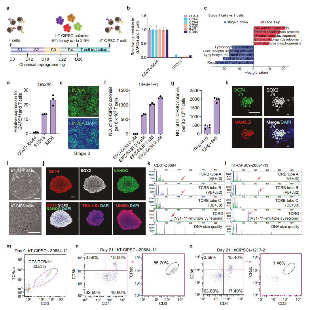 hT-CiPS cells retain TCR specificity