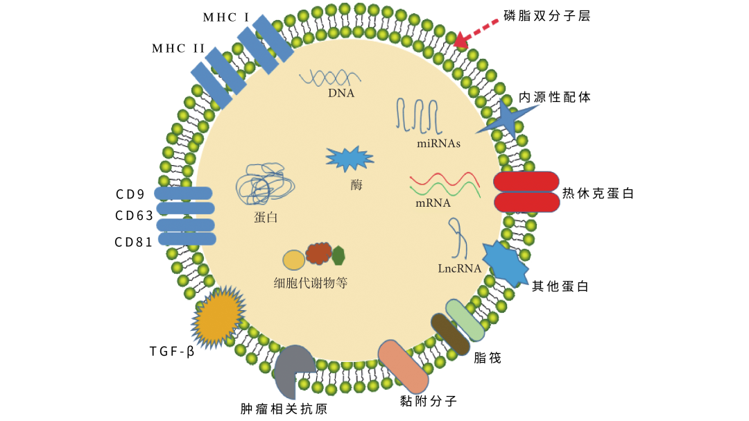 Exosomes as a cell-free repair signal